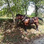 Prázdninový dům Country House