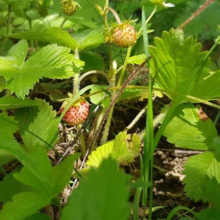 別荘 Country House *